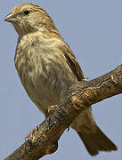 Yemen Serin