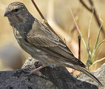 Serin du Yémen