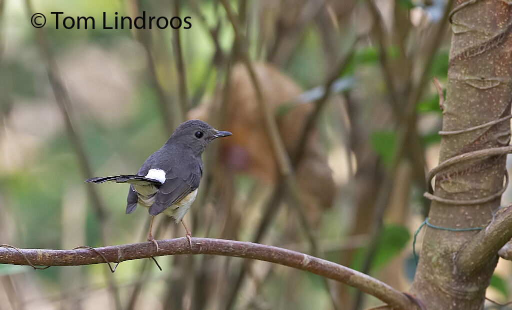 White-rumped Shama female