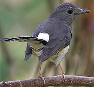 White-rumped Shama