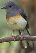 White-rumped Shama