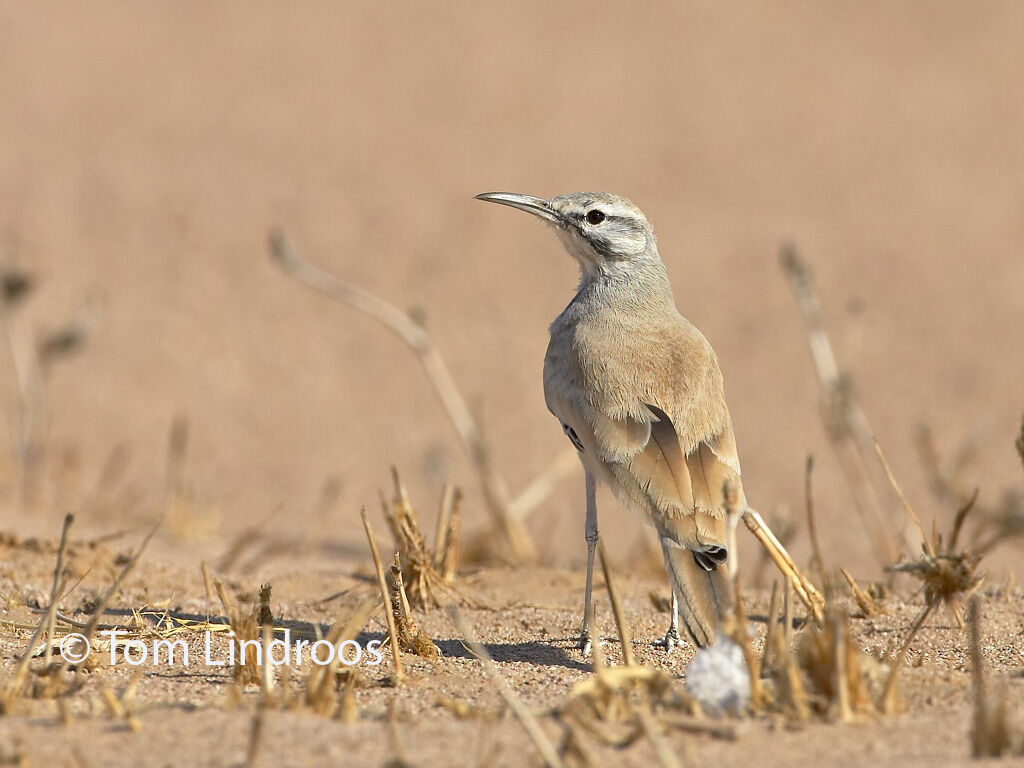 Greater Hoopoe-Lark