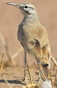 Greater Hoopoe-Lark