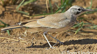 Greater Hoopoe-Lark