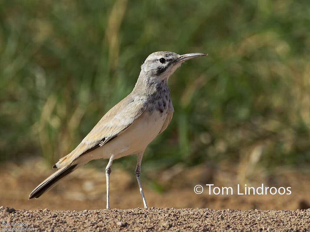 Greater Hoopoe-Larkadult, identification