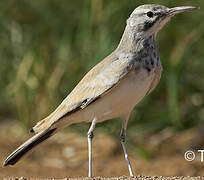 Greater Hoopoe-Lark