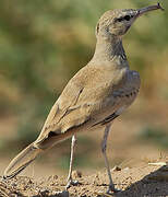 Greater Hoopoe-Lark