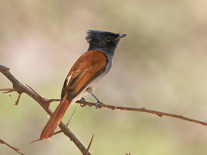 African Paradise Flycatcher