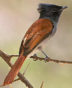 African Paradise Flycatcher