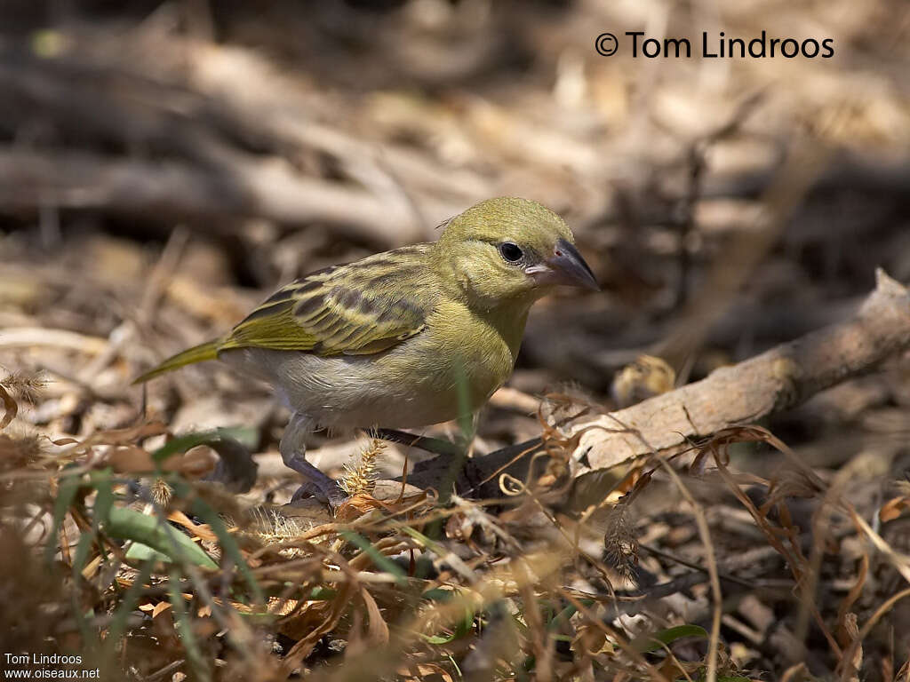 Rüppell's Weaver female First year, pigmentation