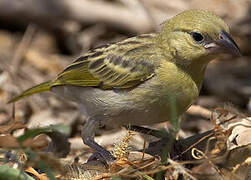 Rüppell's Weaver