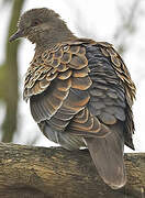 Oriental Turtle Dove