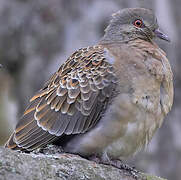 Oriental Turtle Dove