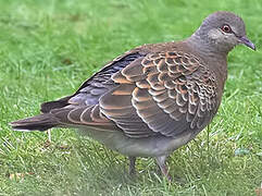 Oriental Turtle Dove