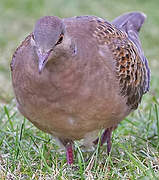 Oriental Turtle Dove