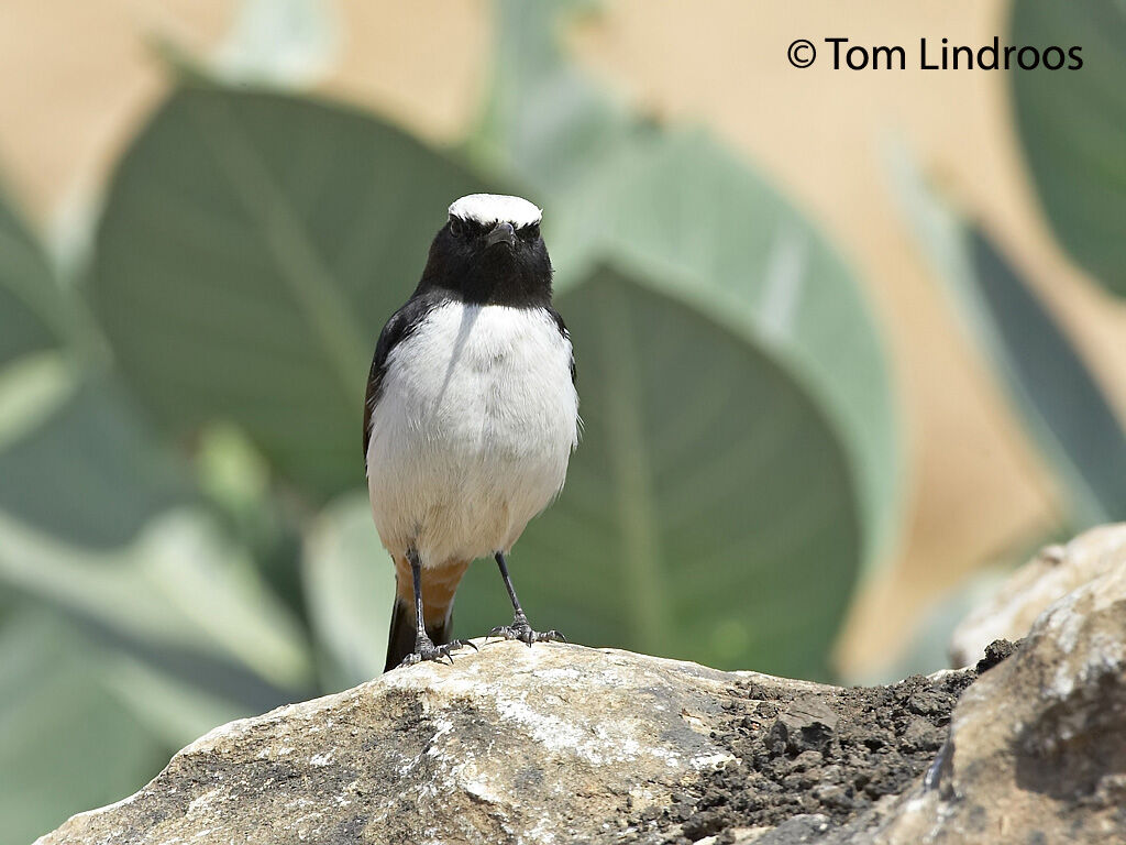 Arabian Wheatear male