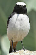 Arabian Wheatear