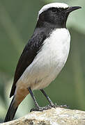 Arabian Wheatear