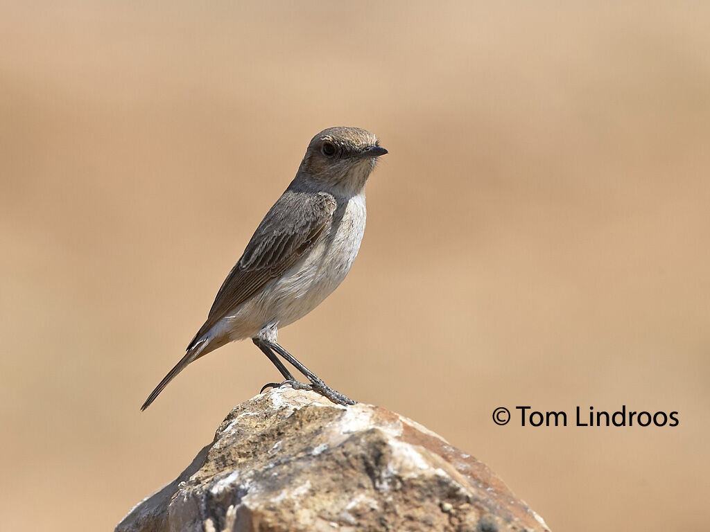 Arabian Wheatear female