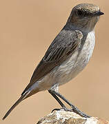 Arabian Wheatear