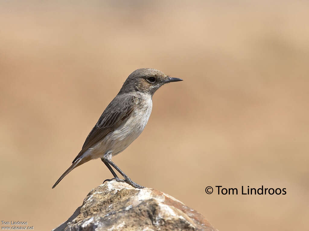 Arabian Wheatear female, identification