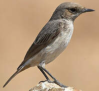 Arabian Wheatear