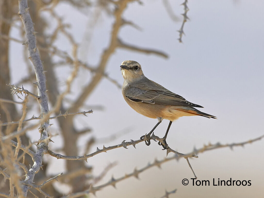 Red-tailed Wheatear