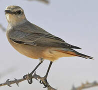 Red-tailed Wheatear