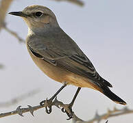 Red-tailed Wheatear