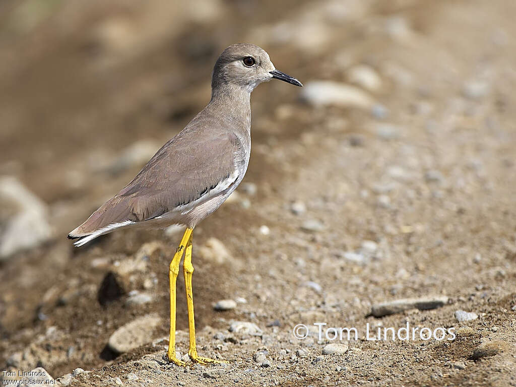 White-tailed Lapwingadult, pigmentation, Behaviour