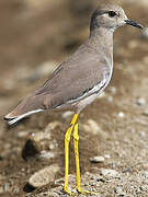 White-tailed Lapwing