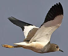 White-tailed Lapwing