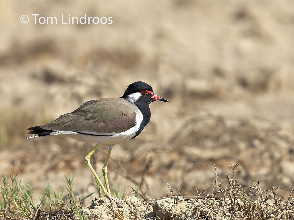 Red-wattled Lapwing