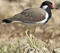 Red-wattled Lapwing