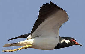 Red-wattled Lapwing