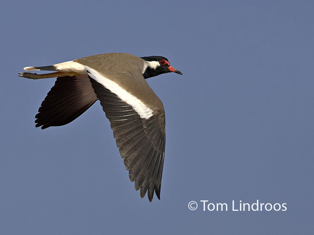 Red-wattled Lapwingadult, Flight