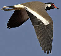 Red-wattled Lapwing