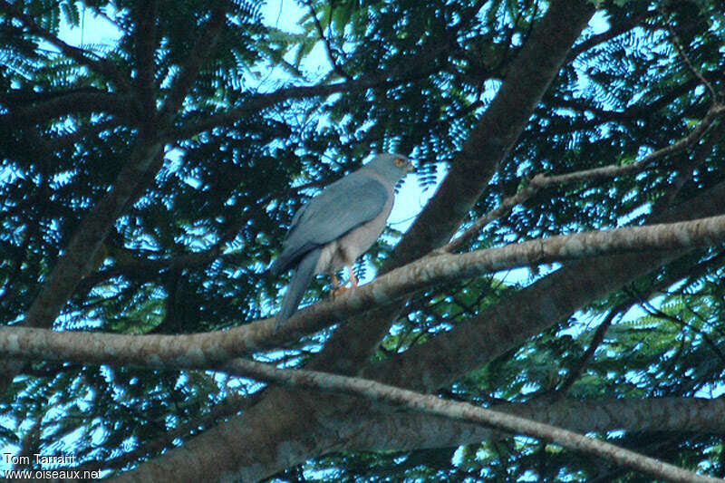 Fiji Goshawkadult