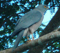 Fiji Goshawk