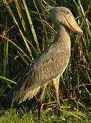 Shoebill