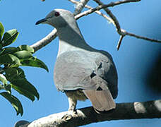 Barking Imperial Pigeon