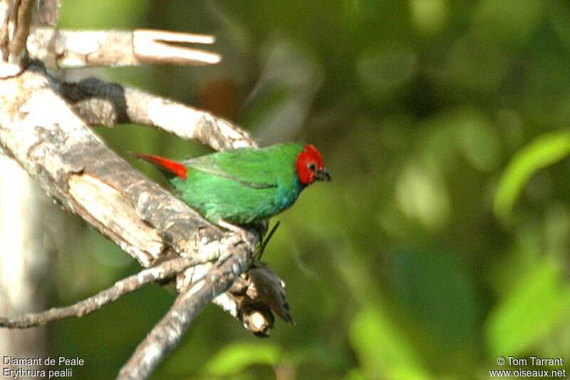 Fiji Parrotfinchadult