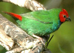 Fiji Parrotfinch