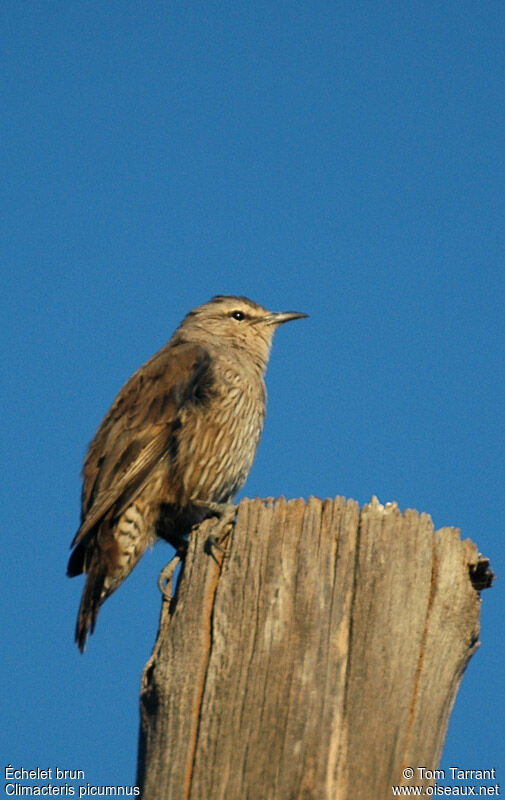 Brown Treecreeperadult