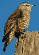 Brown Treecreeper