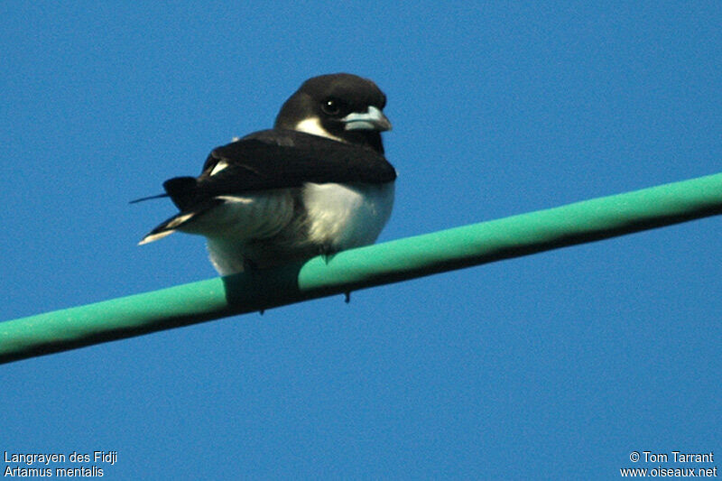 Fiji Woodswallowadult