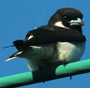 Fiji Woodswallow