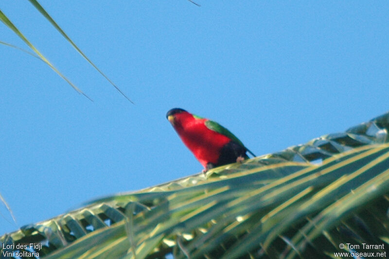 Collared Lory