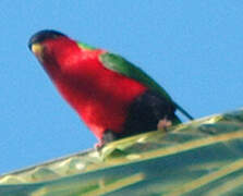 Collared Lory