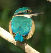 Sacred Kingfisher